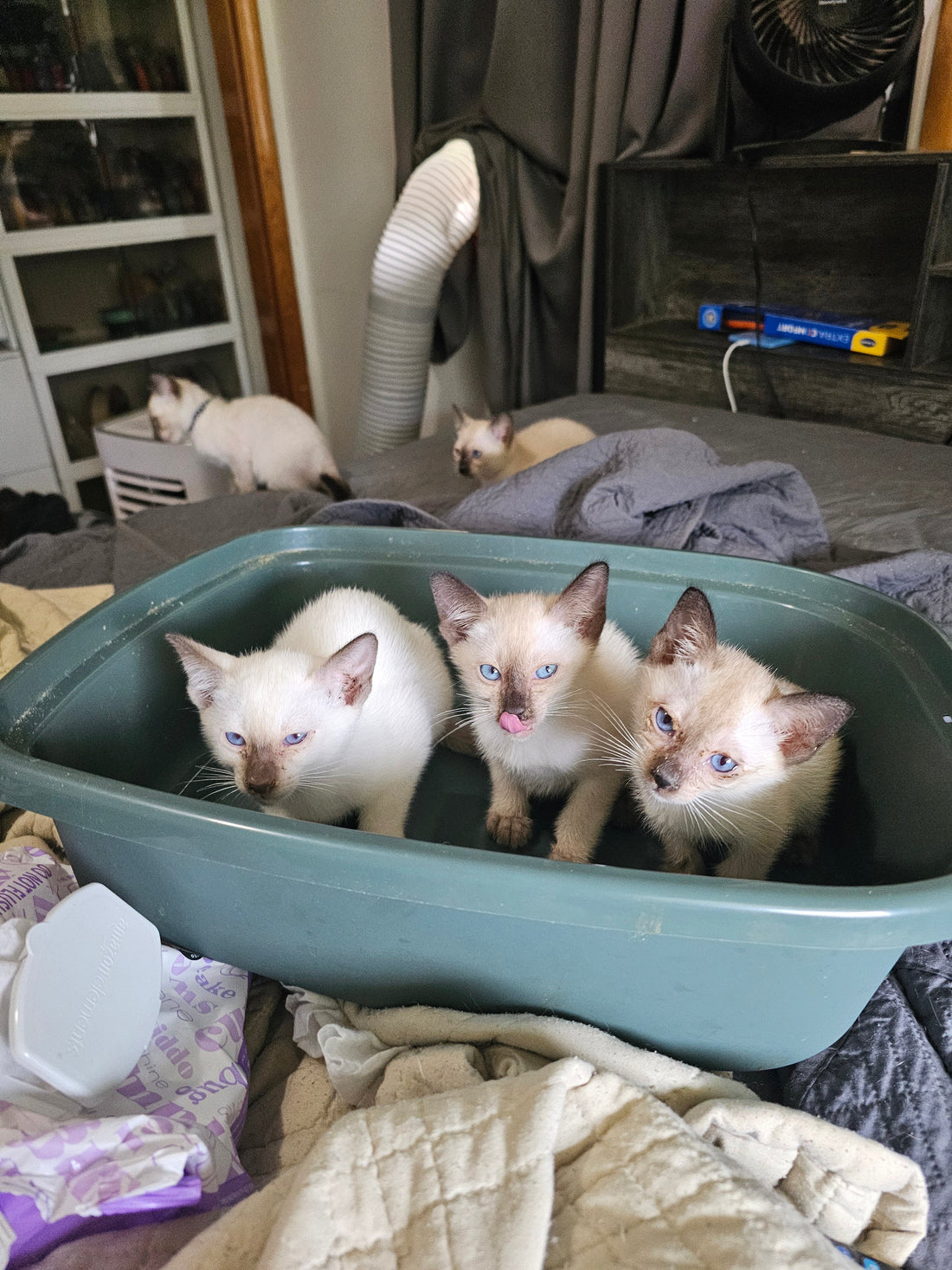 When Tiny Sneezes Sound Scary: Understanding Kitten Illnesses in a Cattery