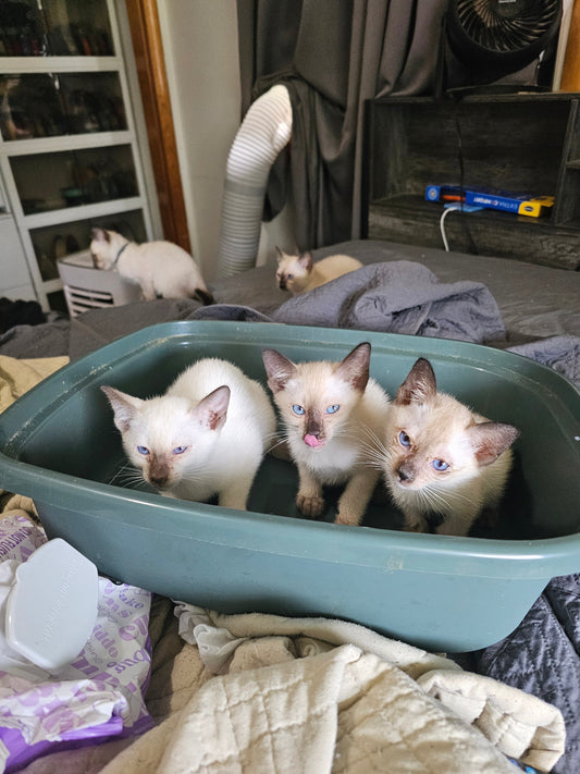 When Tiny Sneezes Sound Scary: Understanding Kitten Illnesses in a Cattery