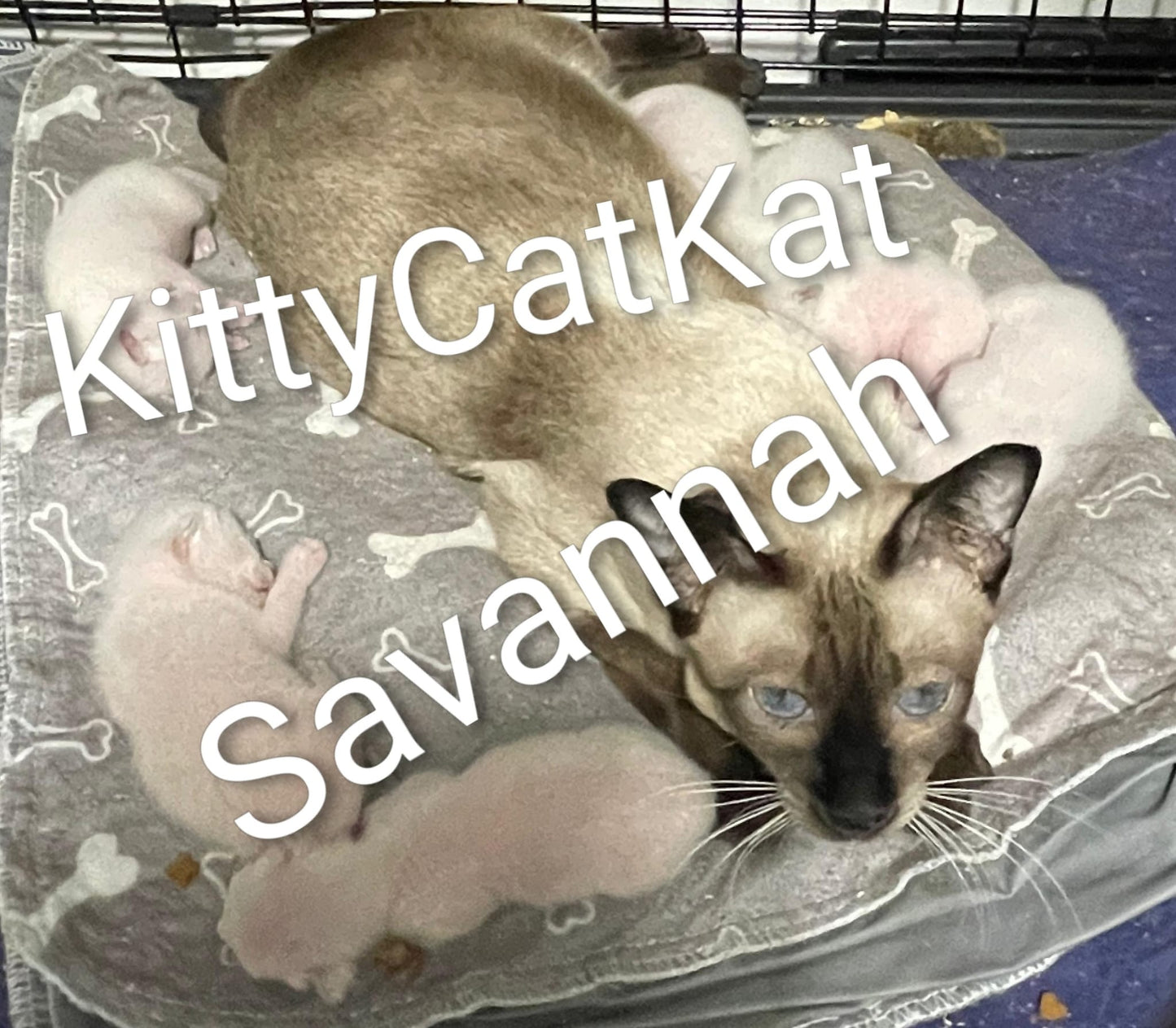 Savannah & Loki