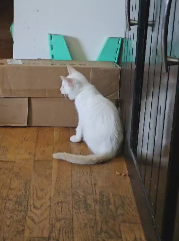 Siamese - Red Point Male