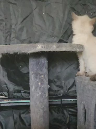 Siamese - Seal Point M & F