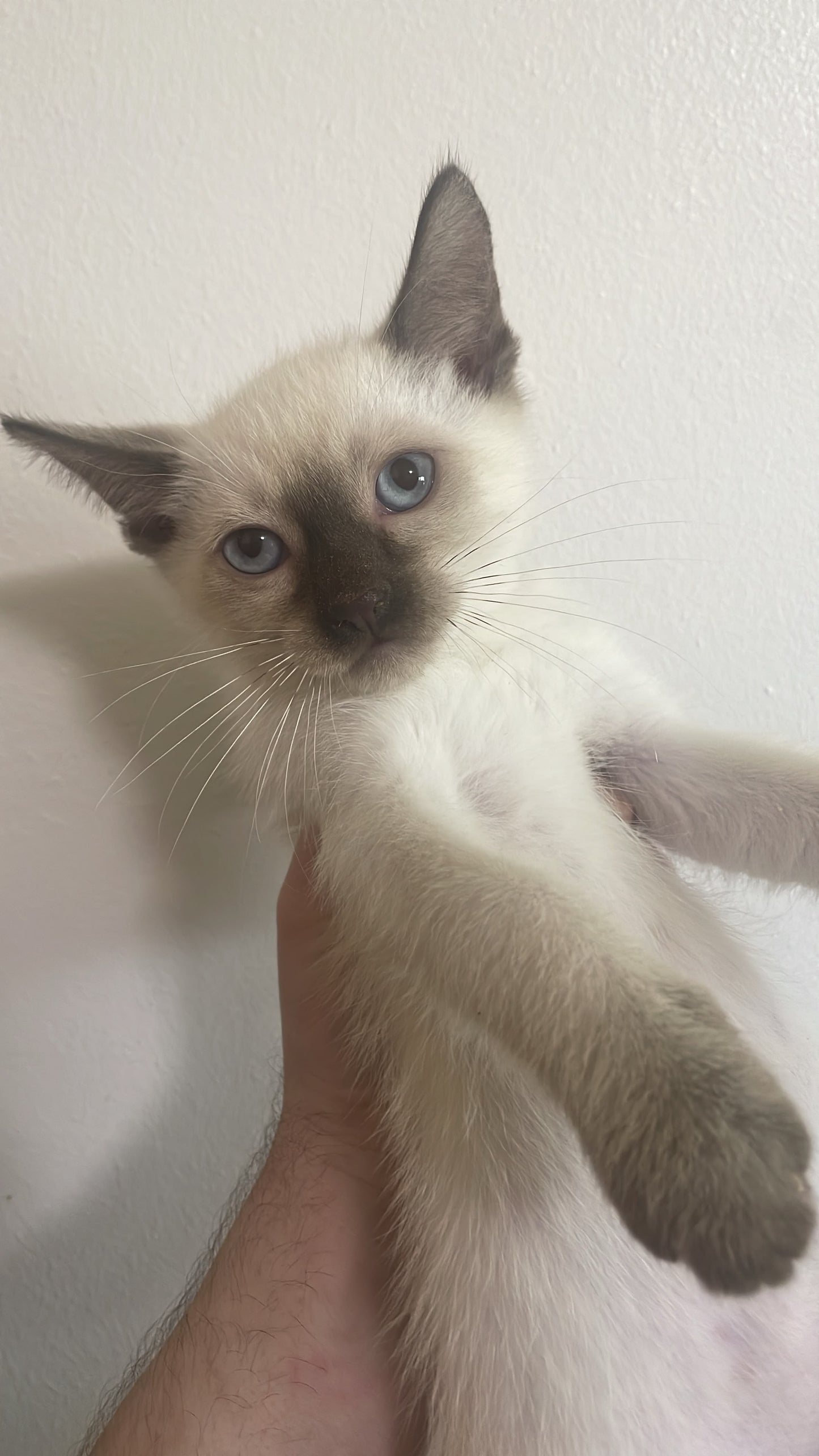 Siamese - Chocolate point male