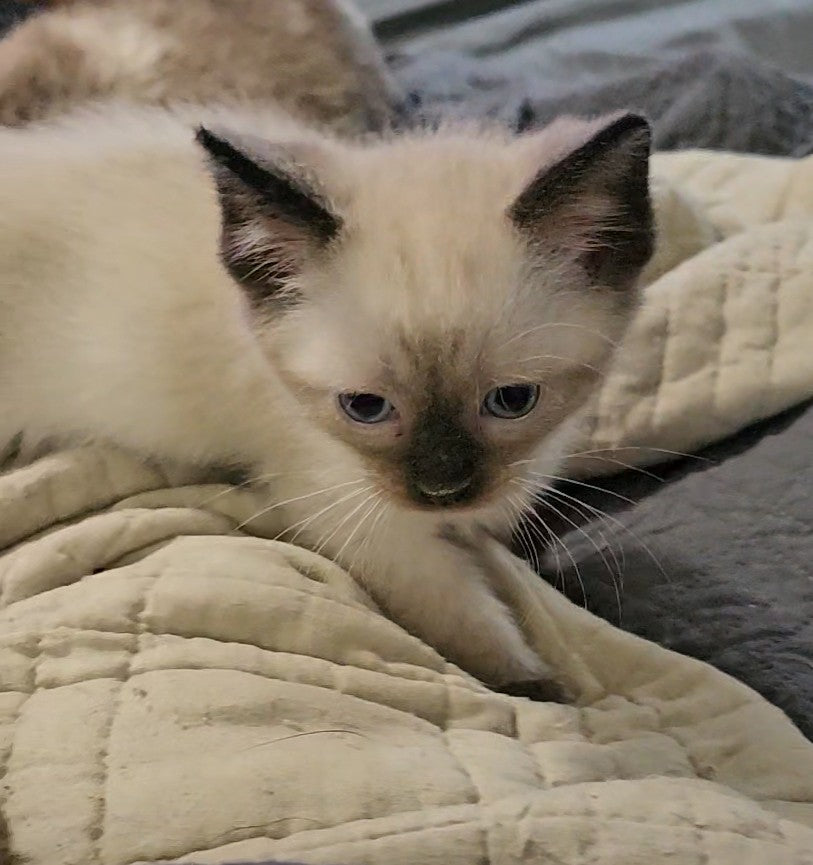 Siamese - Seal Point Female