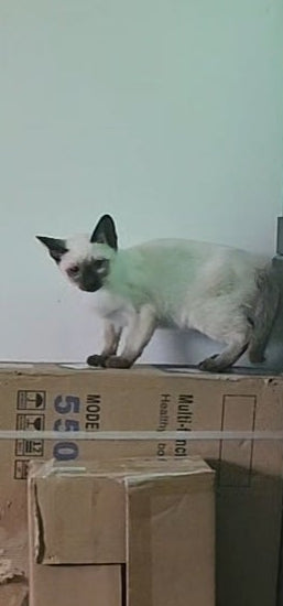 Gotier Seal Point Siamese Kitten