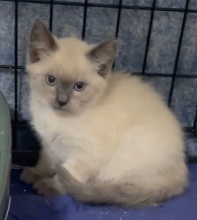 Siamese - Blue Point Female